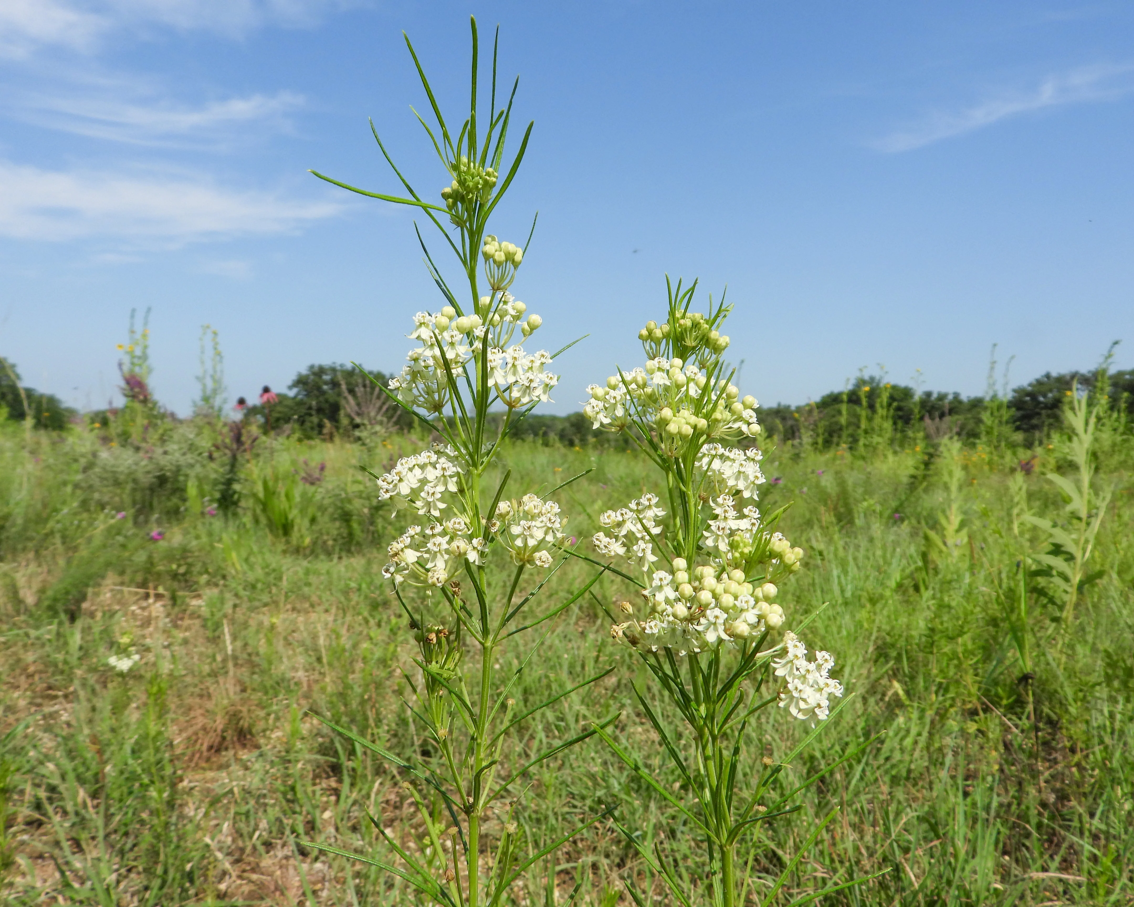 Milkweed, Whorled (Asclepias verticillata) - Image 3