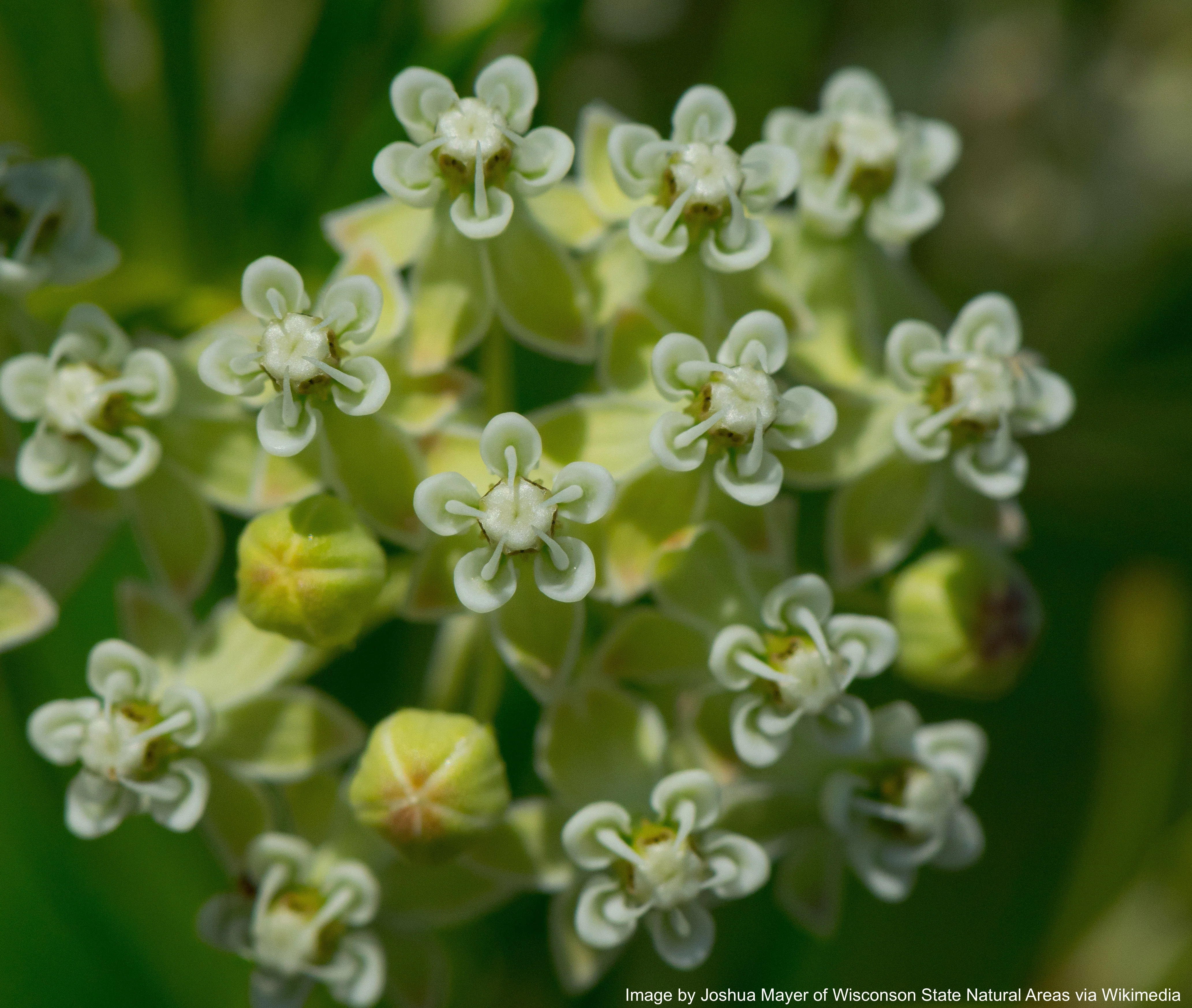 Milkweed, Whorled (Asclepias verticillata) - Image 4