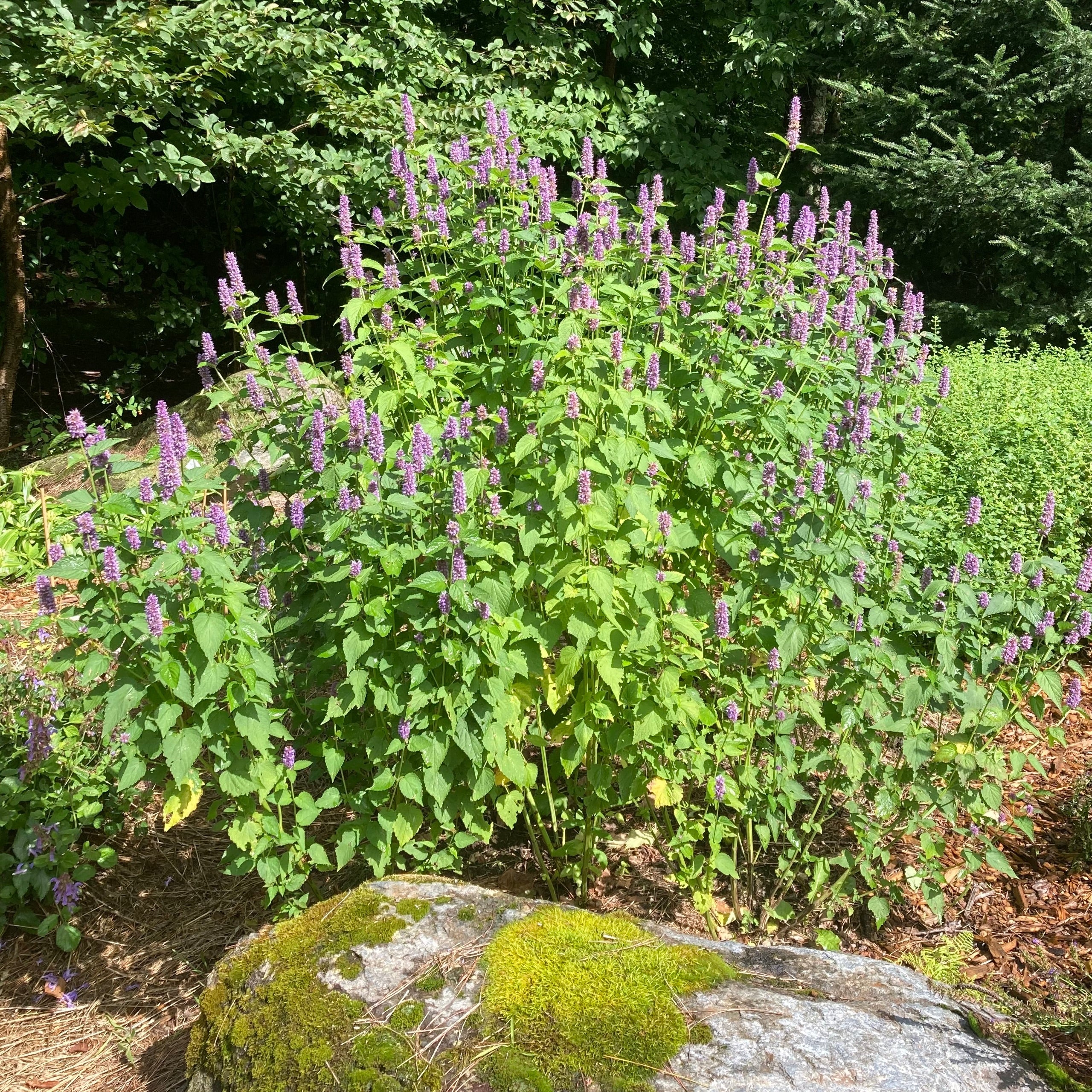 Mint, Korean aka Huo Xiang (Agastache rugosa) - Image 2