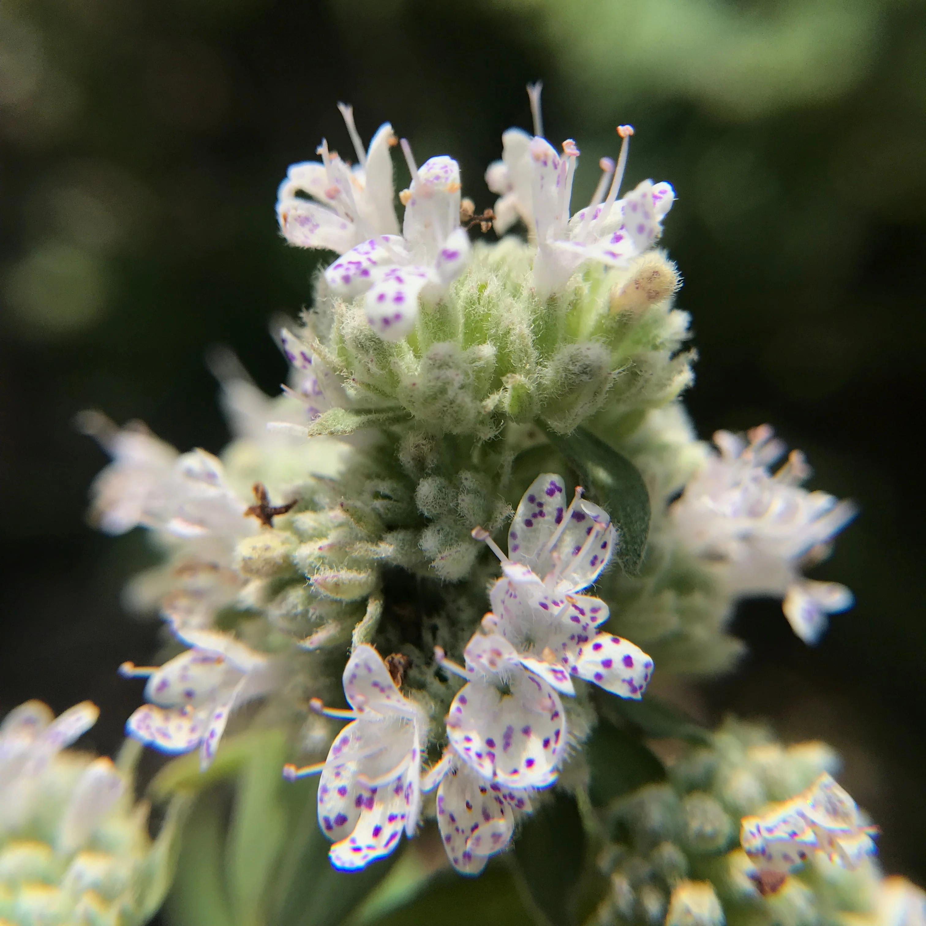 Mint, Mountain (Pycnanthemum virginianum) - Image 3