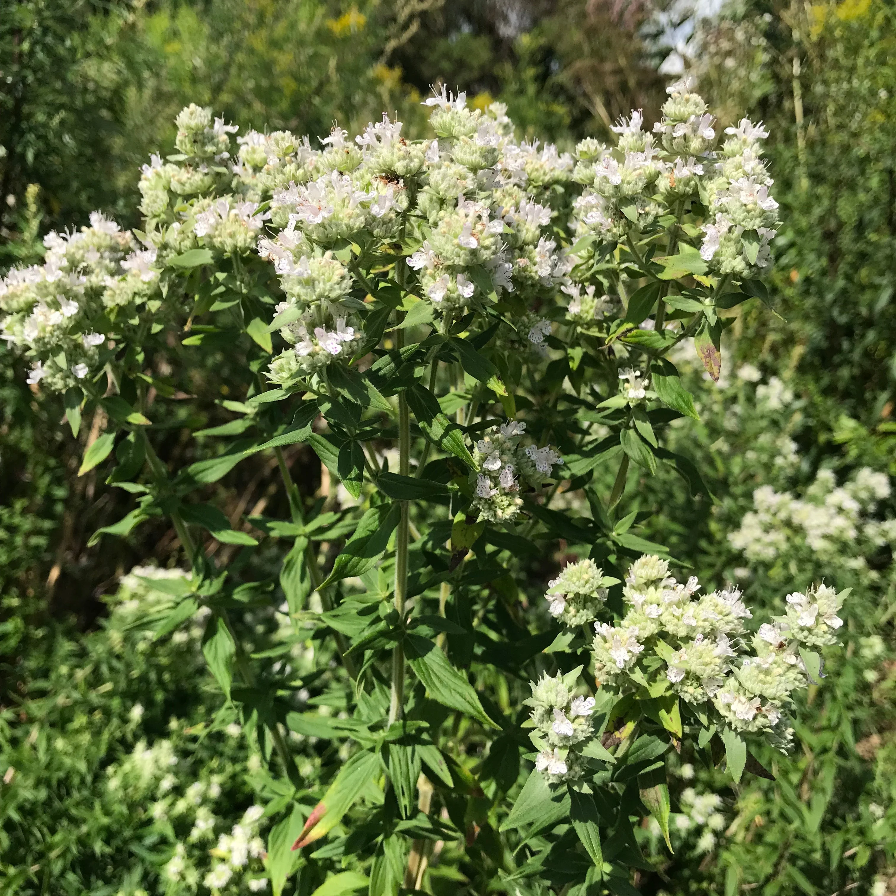 Mint, Mountain (Pycnanthemum virginianum) - Image 5