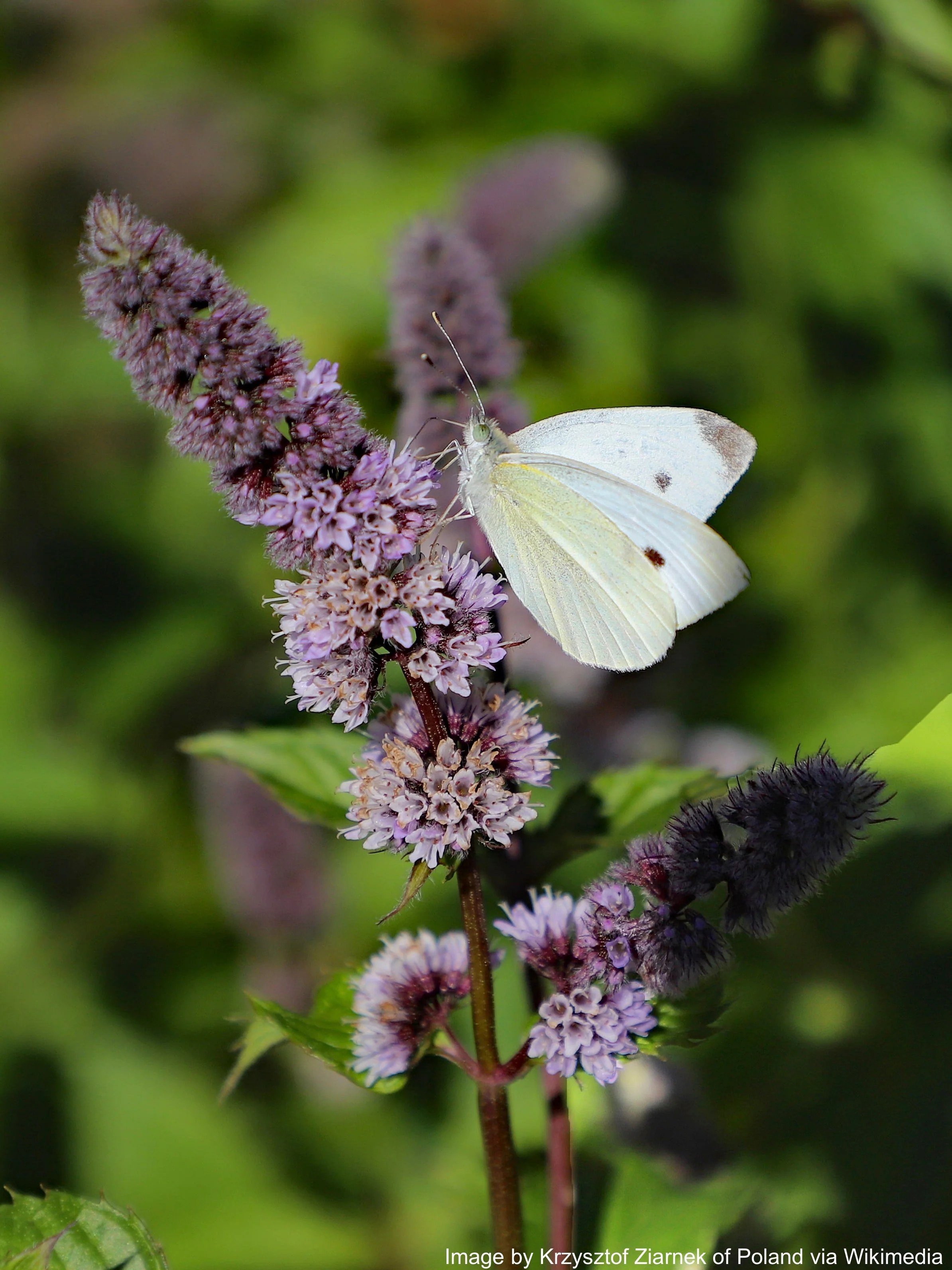 Mint, Spearmint (Mentha spicata) - Image 2