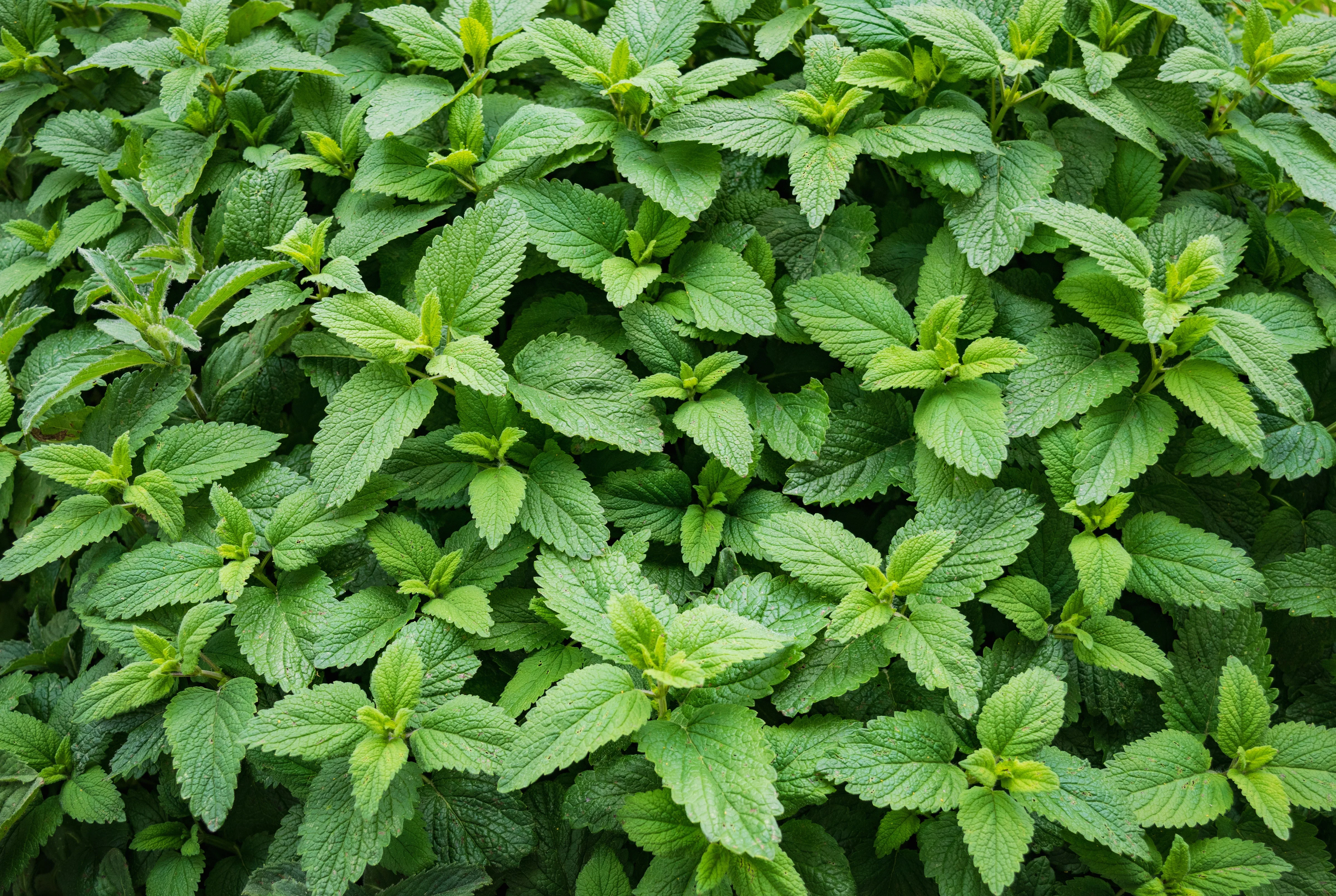 Mint, Spearmint (Mentha spicata) - Image 3
