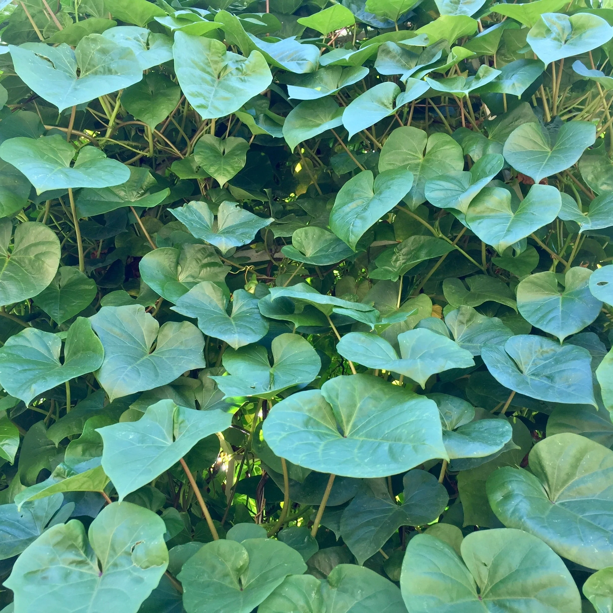 Moonflower, Giant (Ipomoea alba) - Image 2