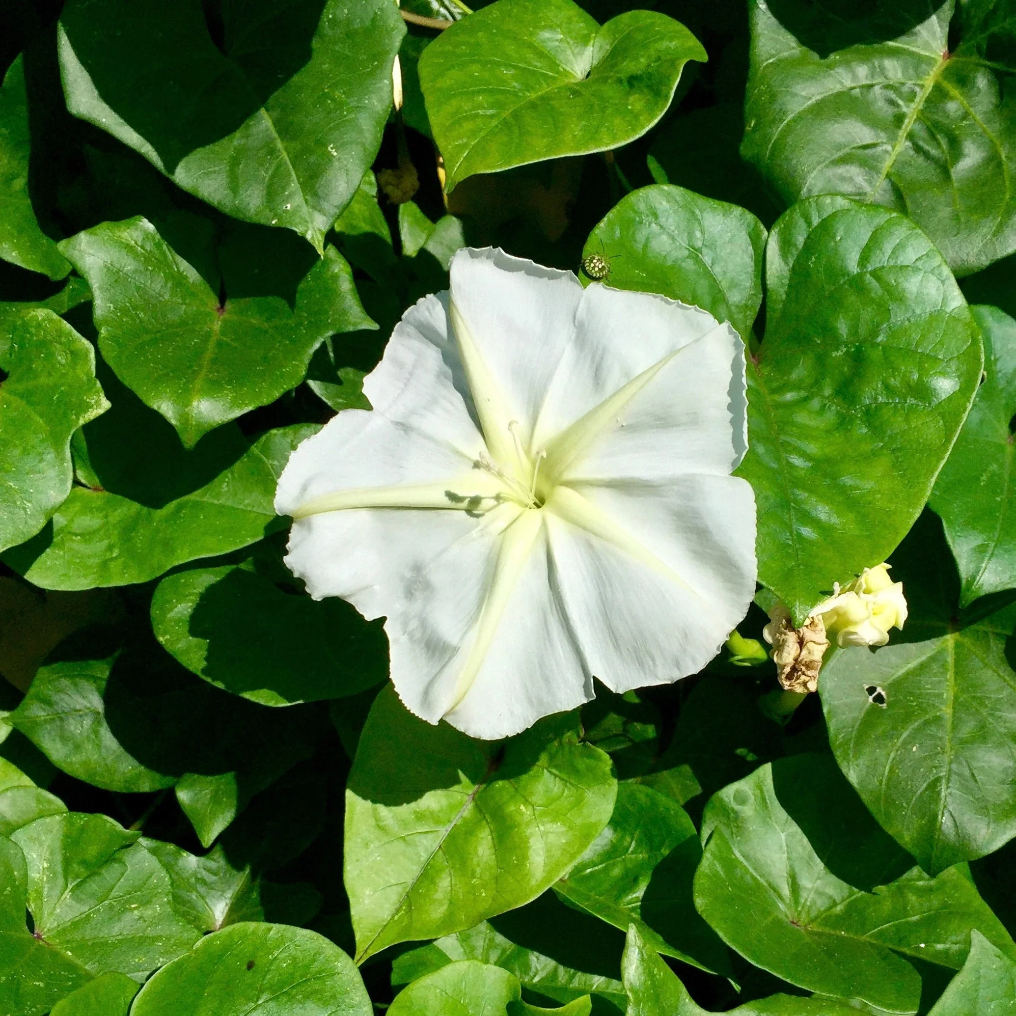 Moonflower, Giant (Ipomoea alba) - Image 3