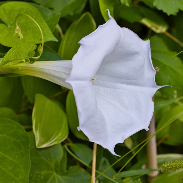Moonflower, Giant (Ipomoea alba) - Image 4