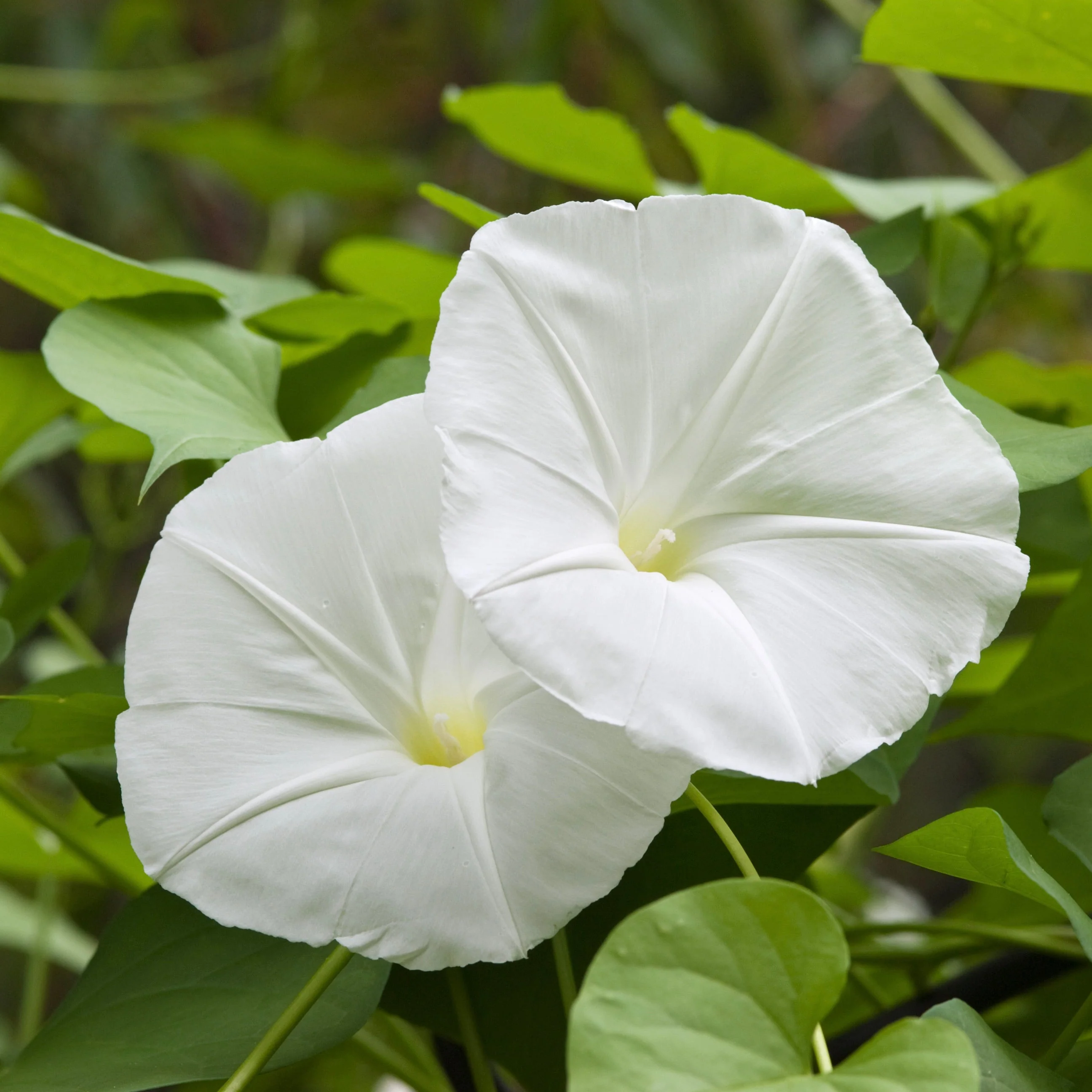 Moonflower, Giant (Ipomoea alba) - Image 5