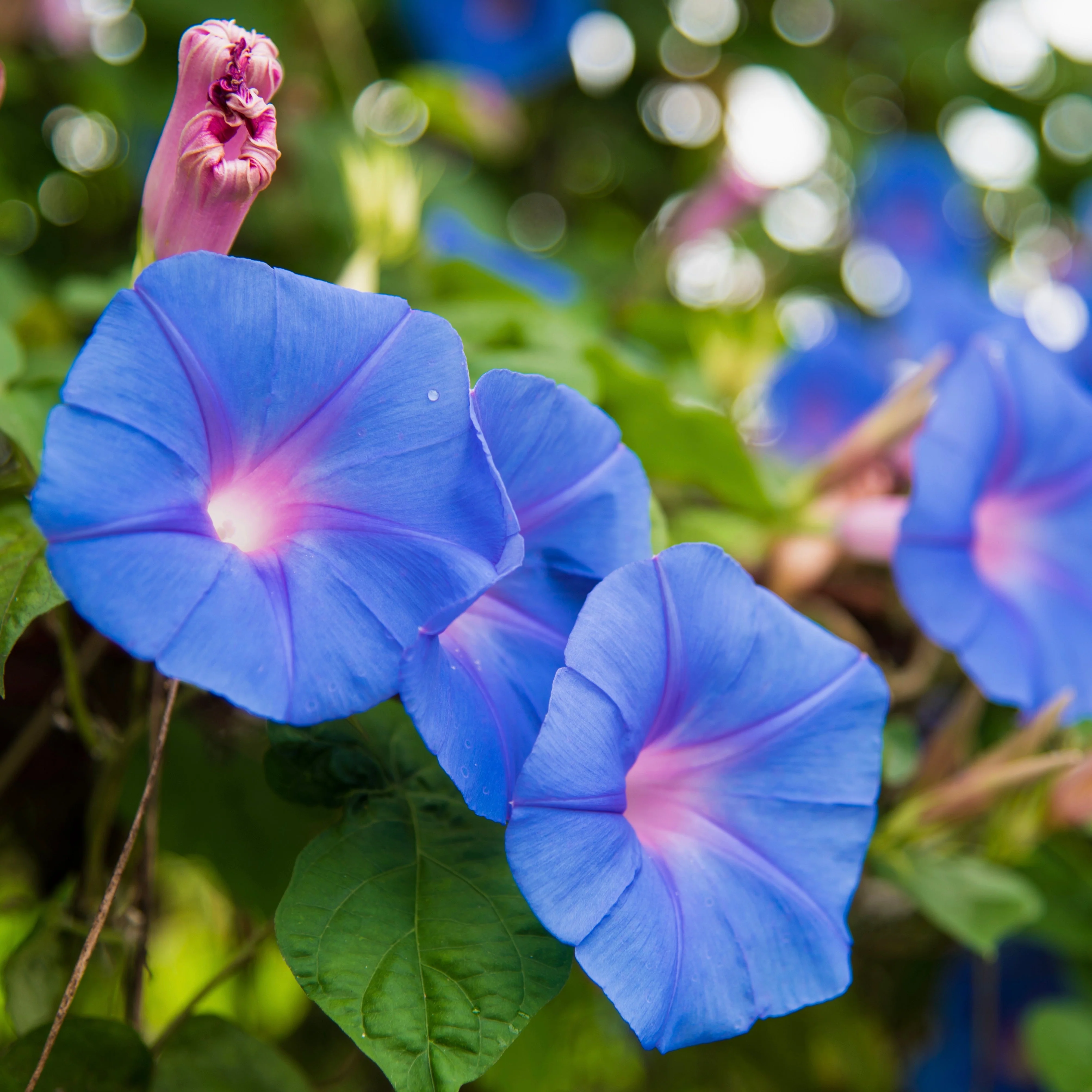 Morning Glory, Grandpa Ott's (Ipomoea tricolor) - Image 2