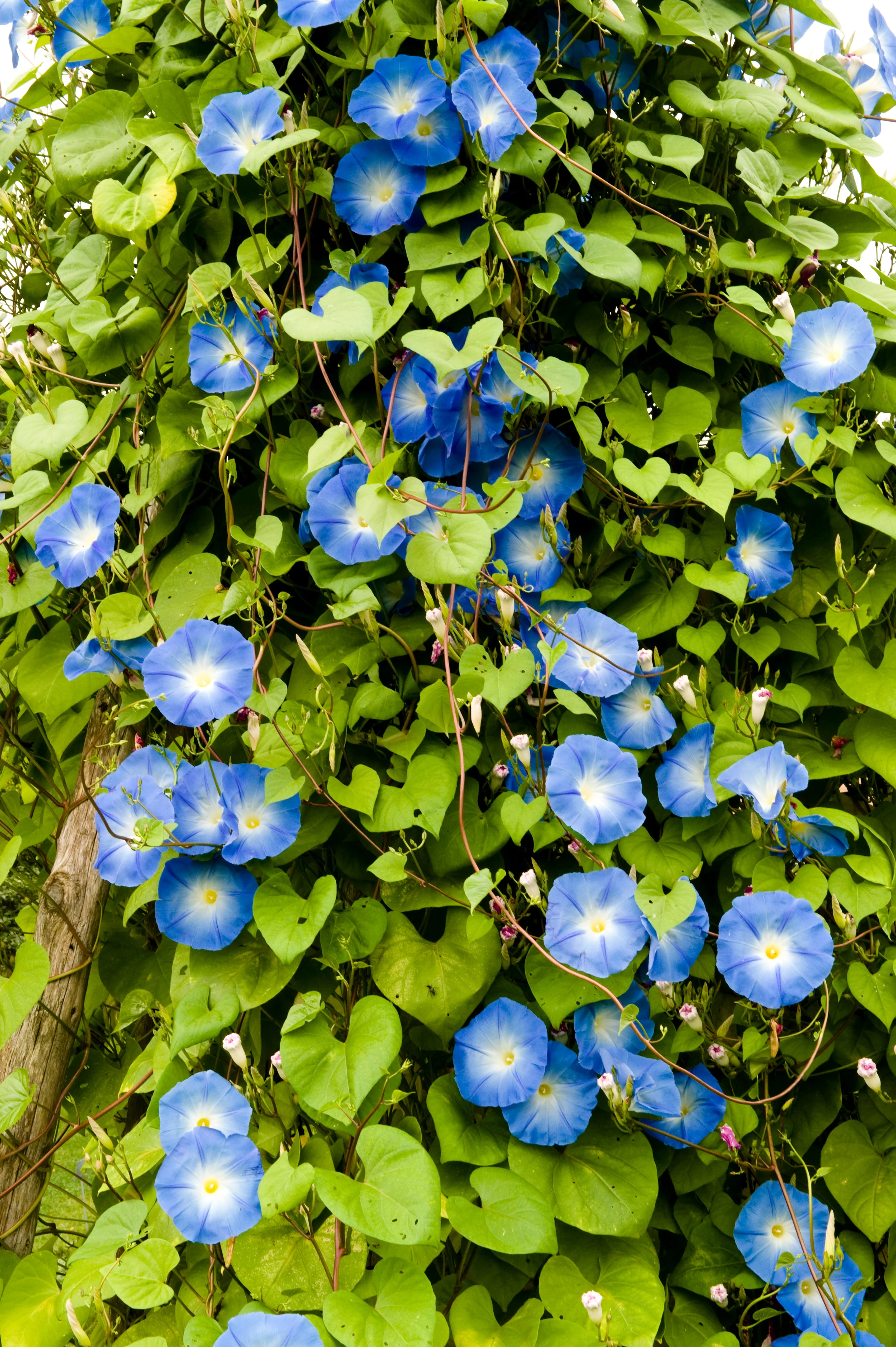 Morning Glory, Grandpa Ott's (Ipomoea tricolor) - Image 3