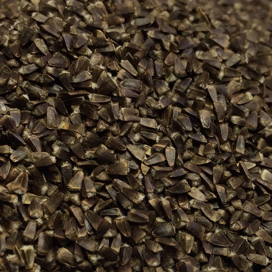 Motherwort, Official (Leonurus cardiaca) - Image 3