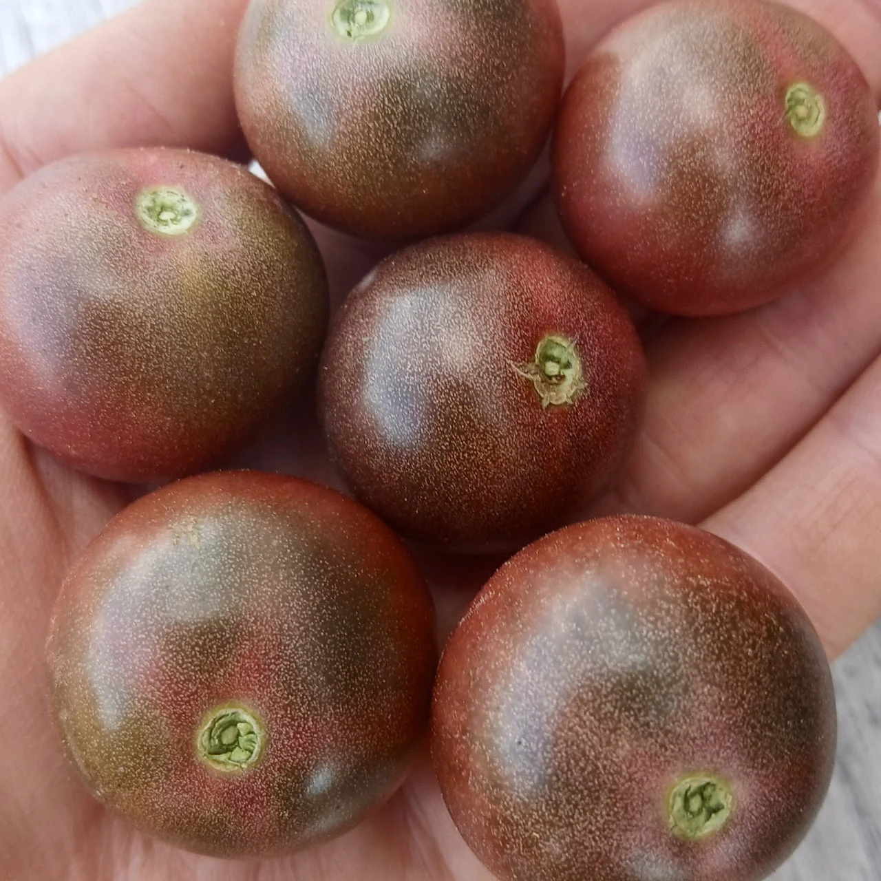 Mountain Black Cherry Tomato - Image 2