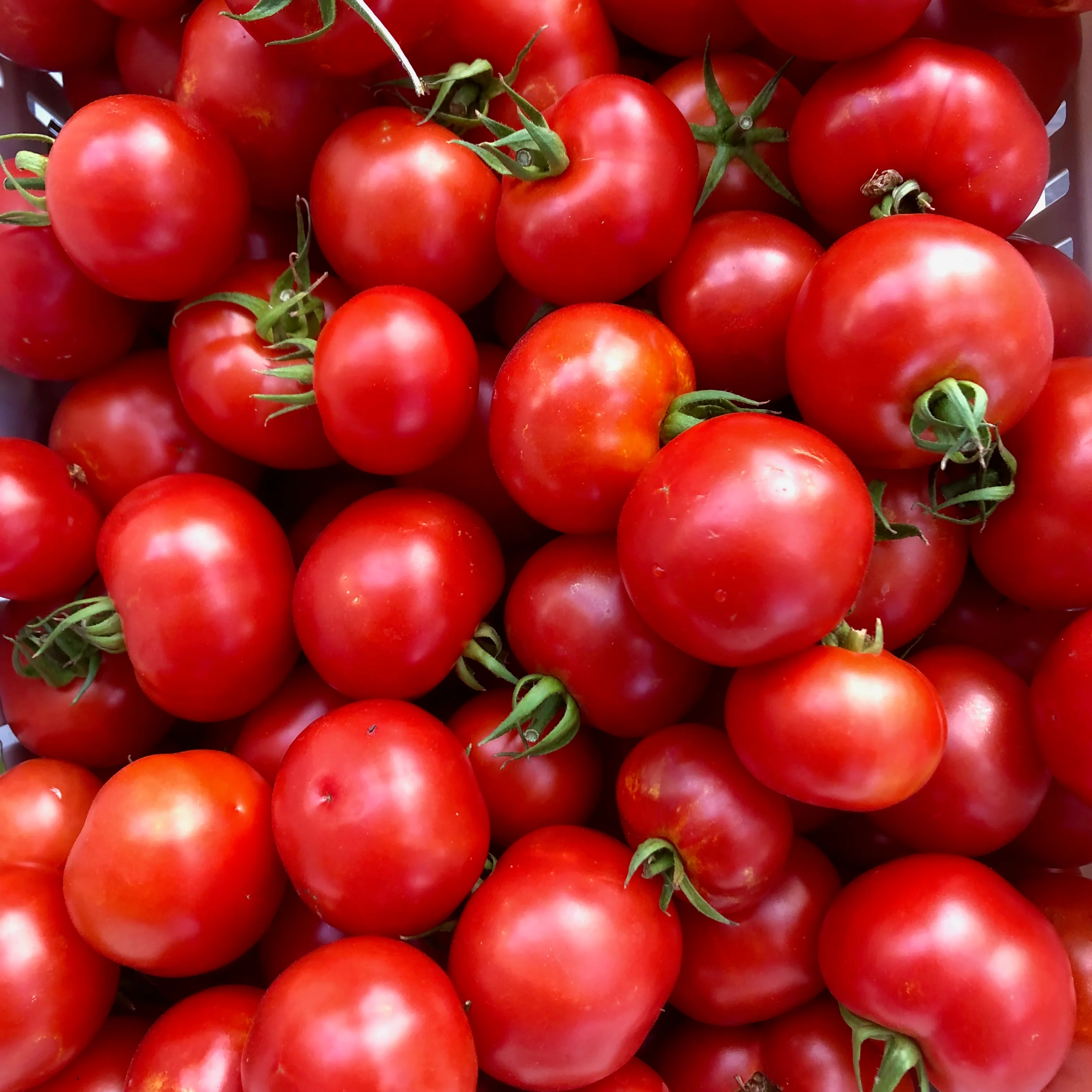 Mountain Girl Tomato - Image 2