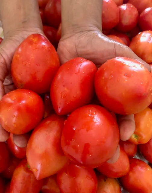 Mt. Roma Tomato
