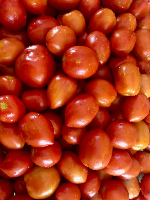 Mt. Roma Tomato - Image 2