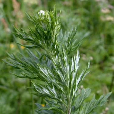 Mugwort, Common (Artemisia vulgaris)