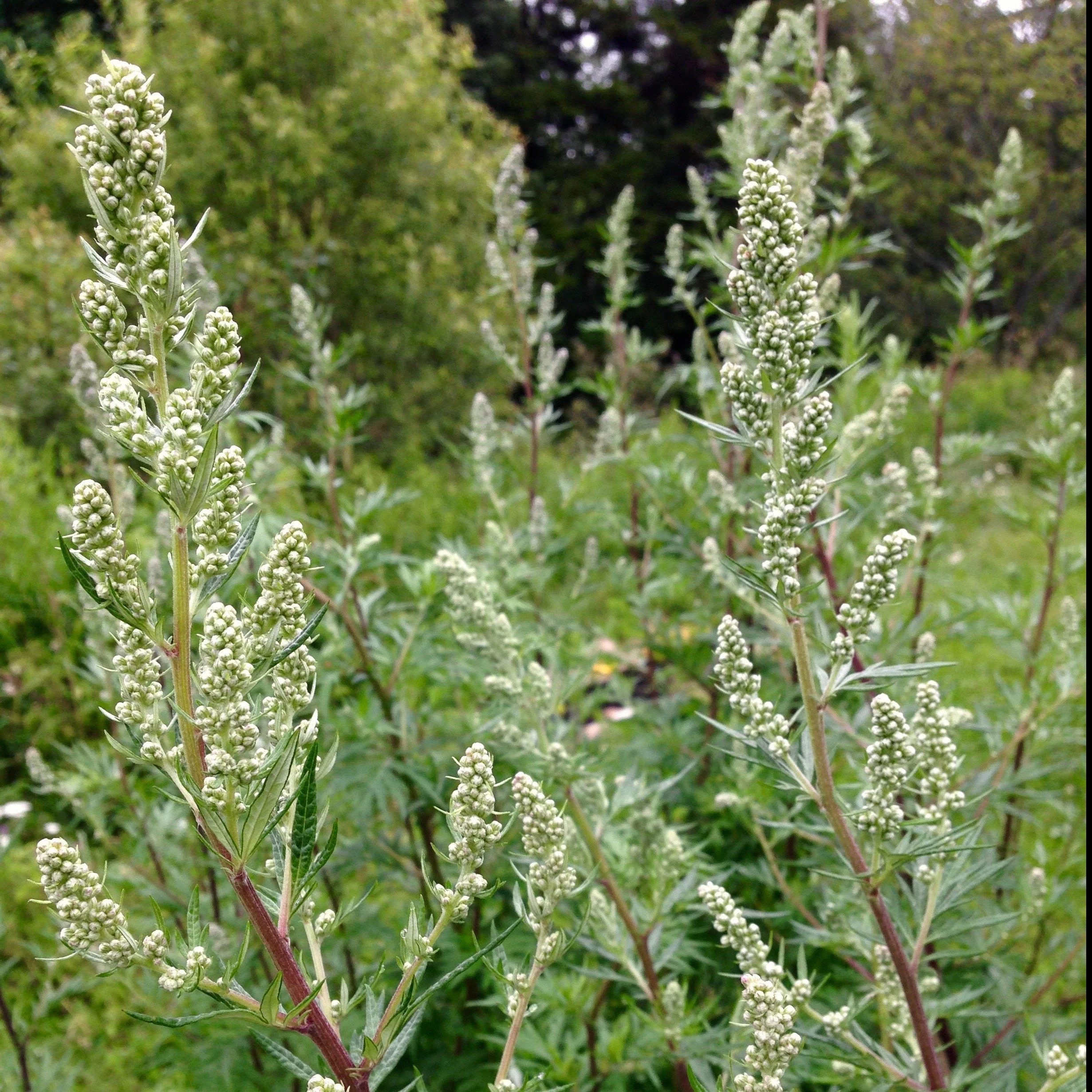 Mugwort, Common (Artemisia vulgaris) - Image 3