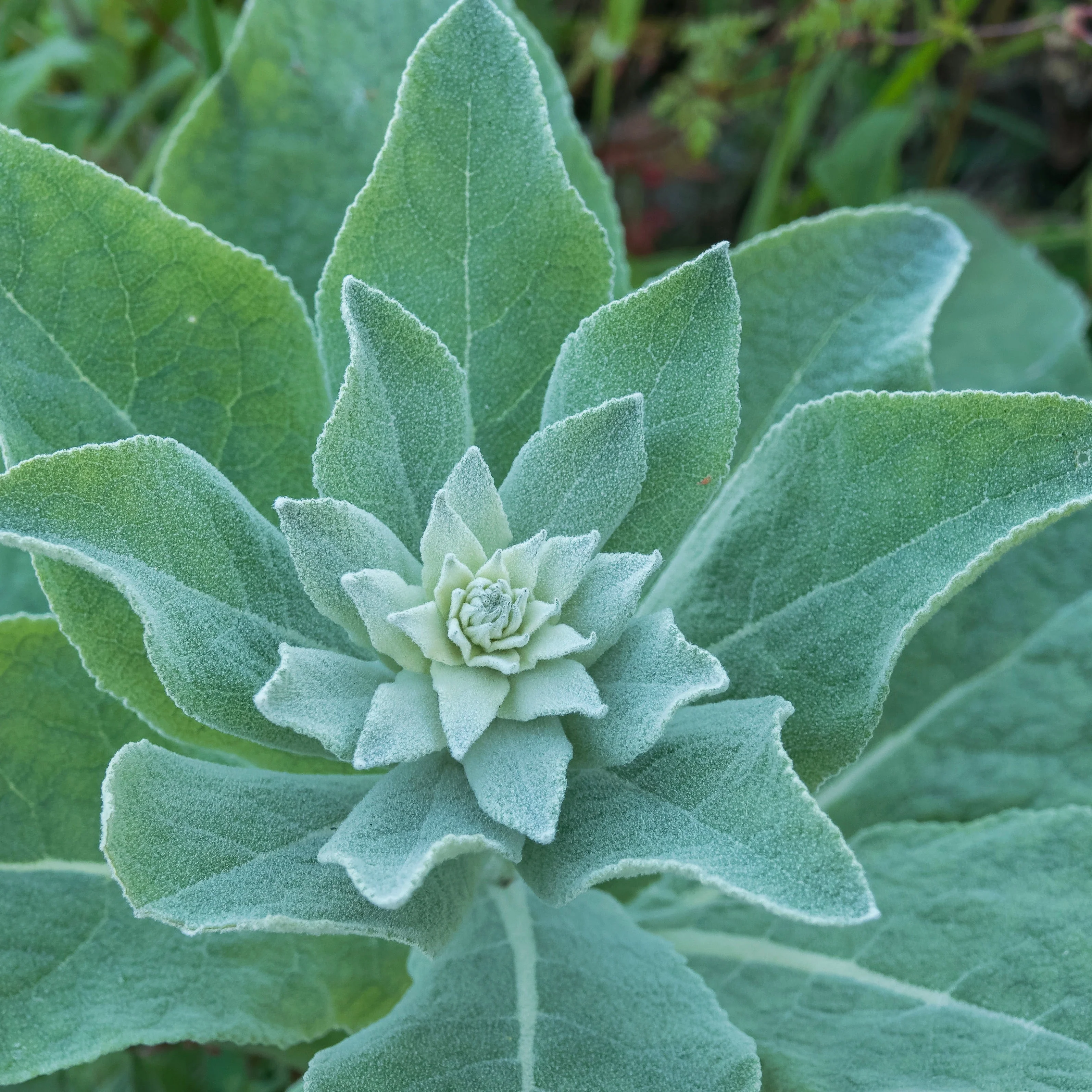 Mullein, Common (Verbascum thapsus) - Image 2