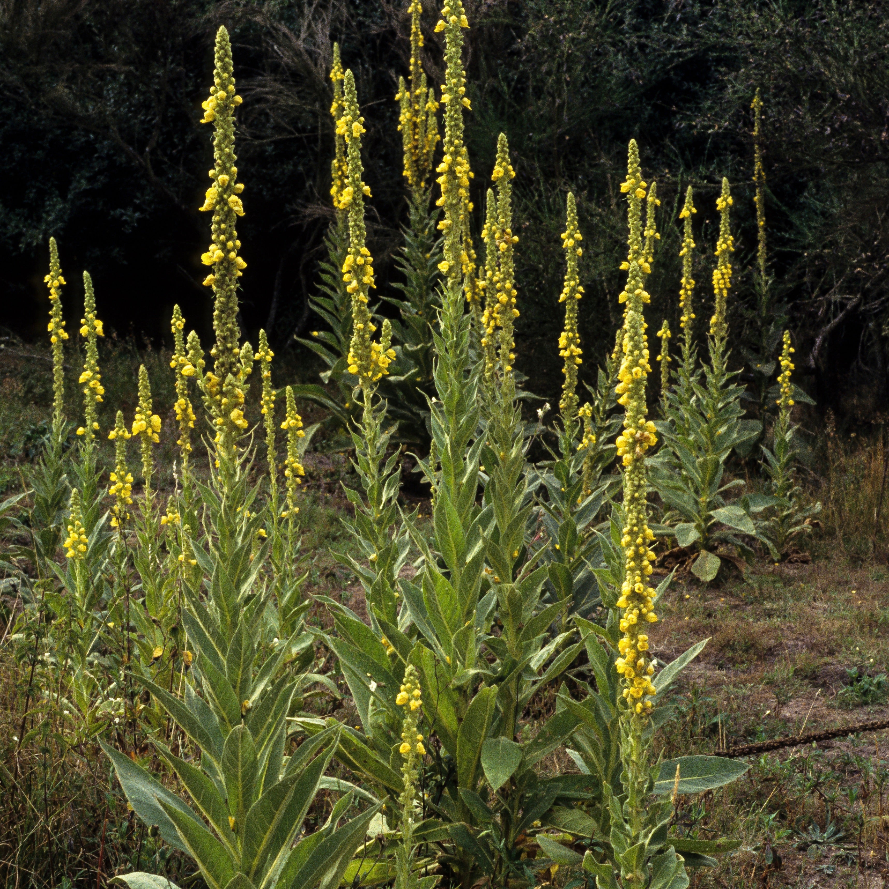 Mullein, Common (Verbascum thapsus) - Image 3