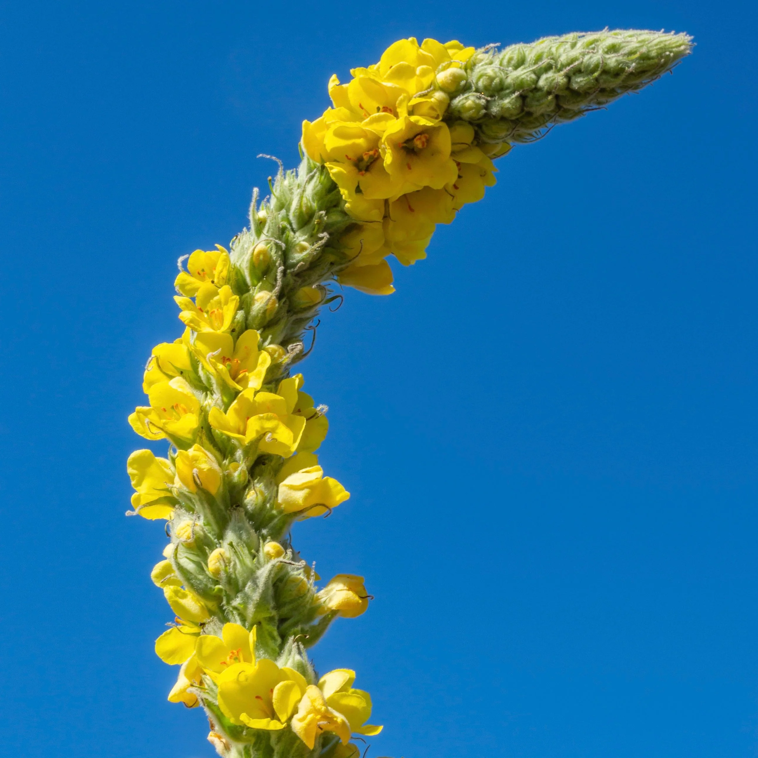 Mullein, Common (Verbascum thapsus) - Image 4