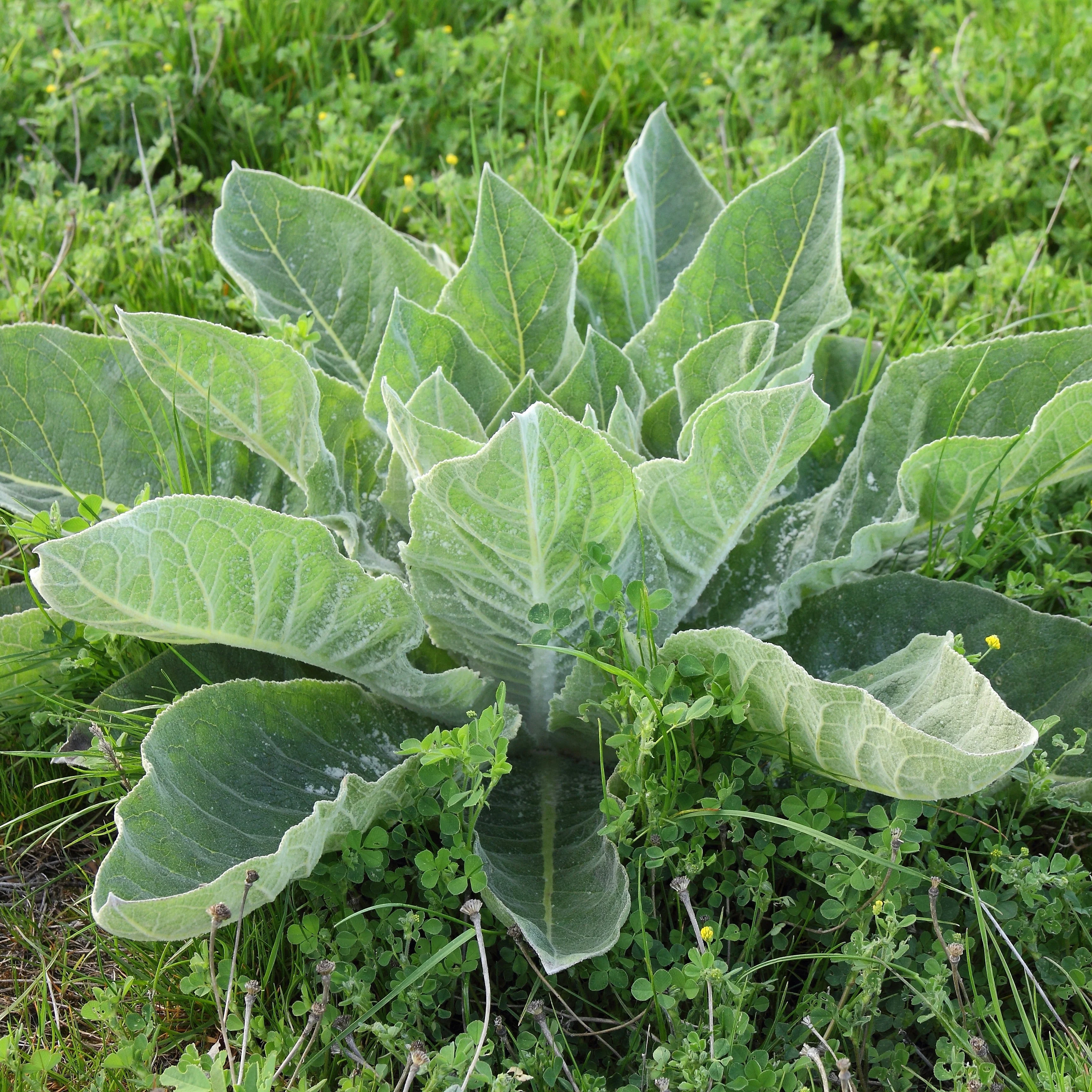 Mullein, Common (Verbascum thapsus) - Image 5