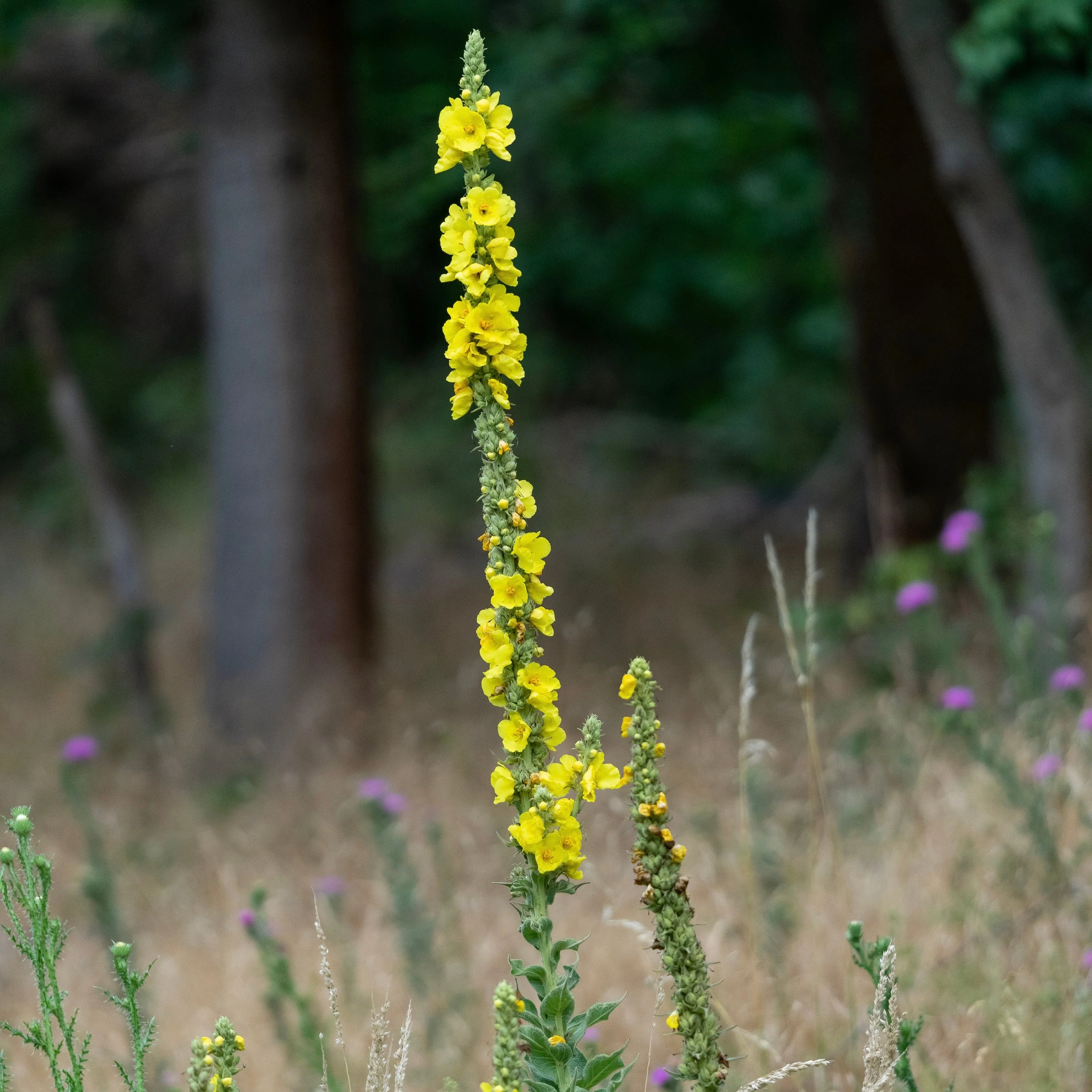 Mullein, Common (Verbascum thapsus) - Image 6