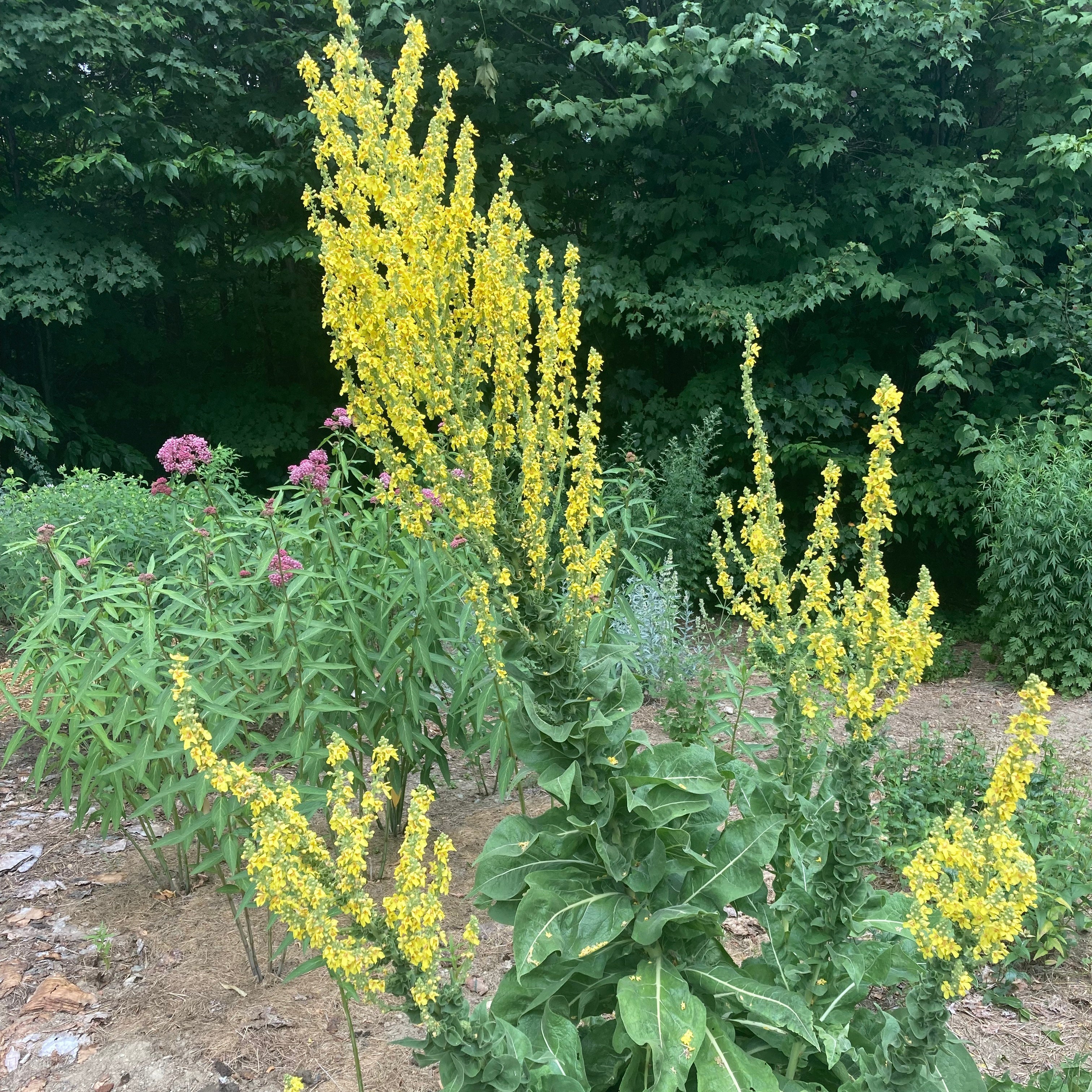 Mullein, Olympic (Verbascum olympicum) - Image 3