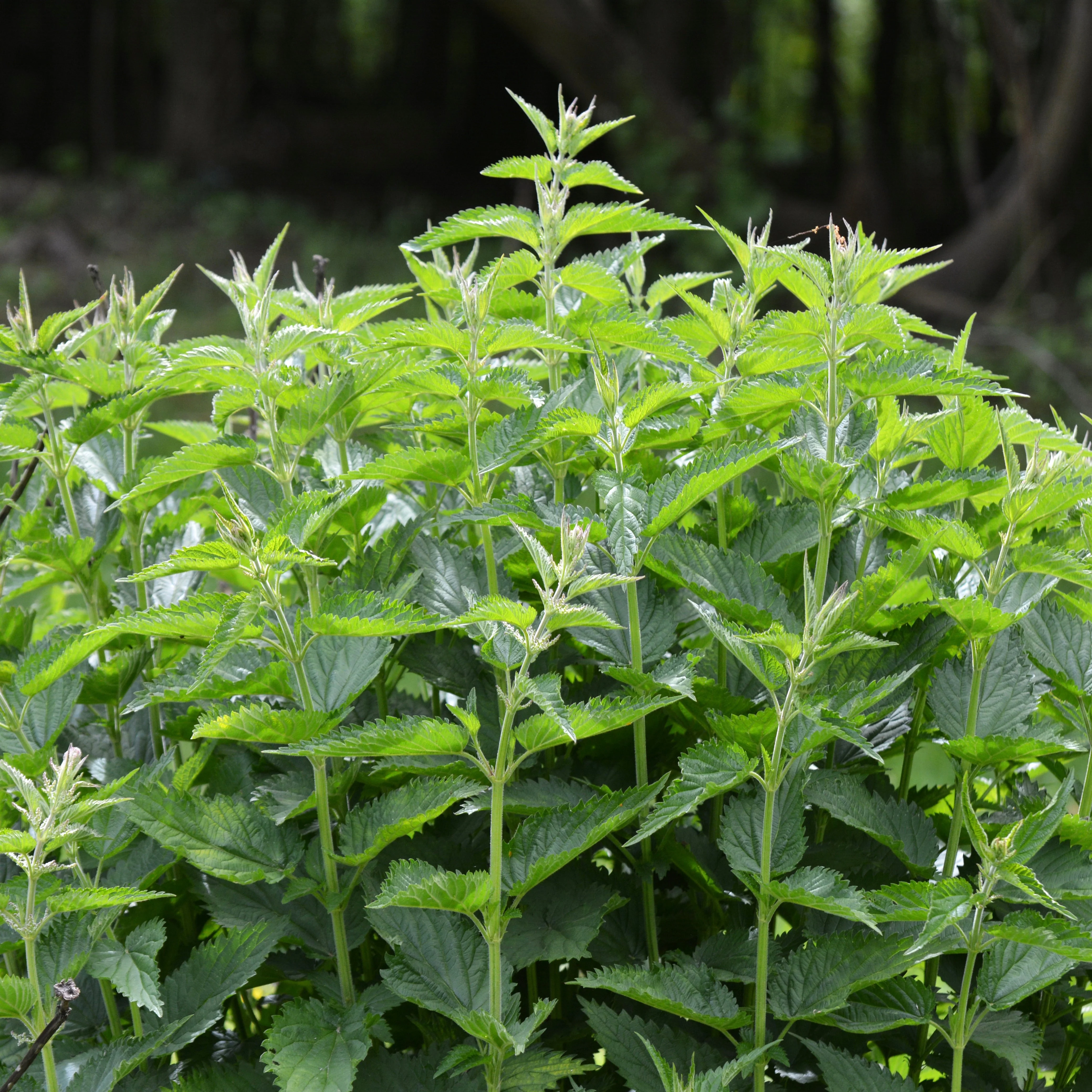 Nettles, Stinging (Urtica dioica) - Image 3
