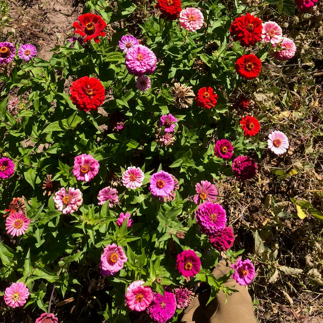Northern Lights & Candy Cane Zinnia Mix - Image 2