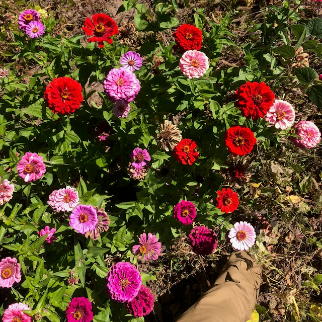 Northern Lights & Candy Cane Zinnia Mix - Image 3