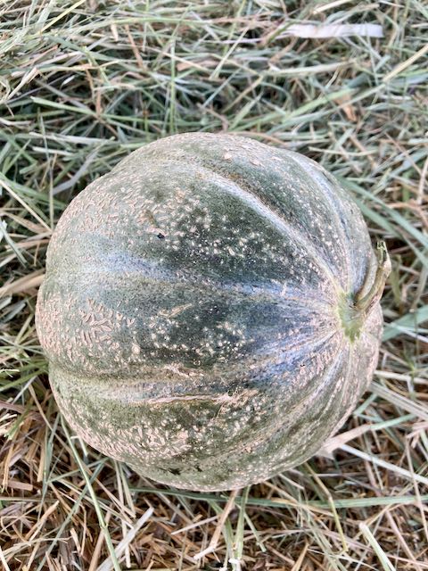 Oka Melon - Image 4