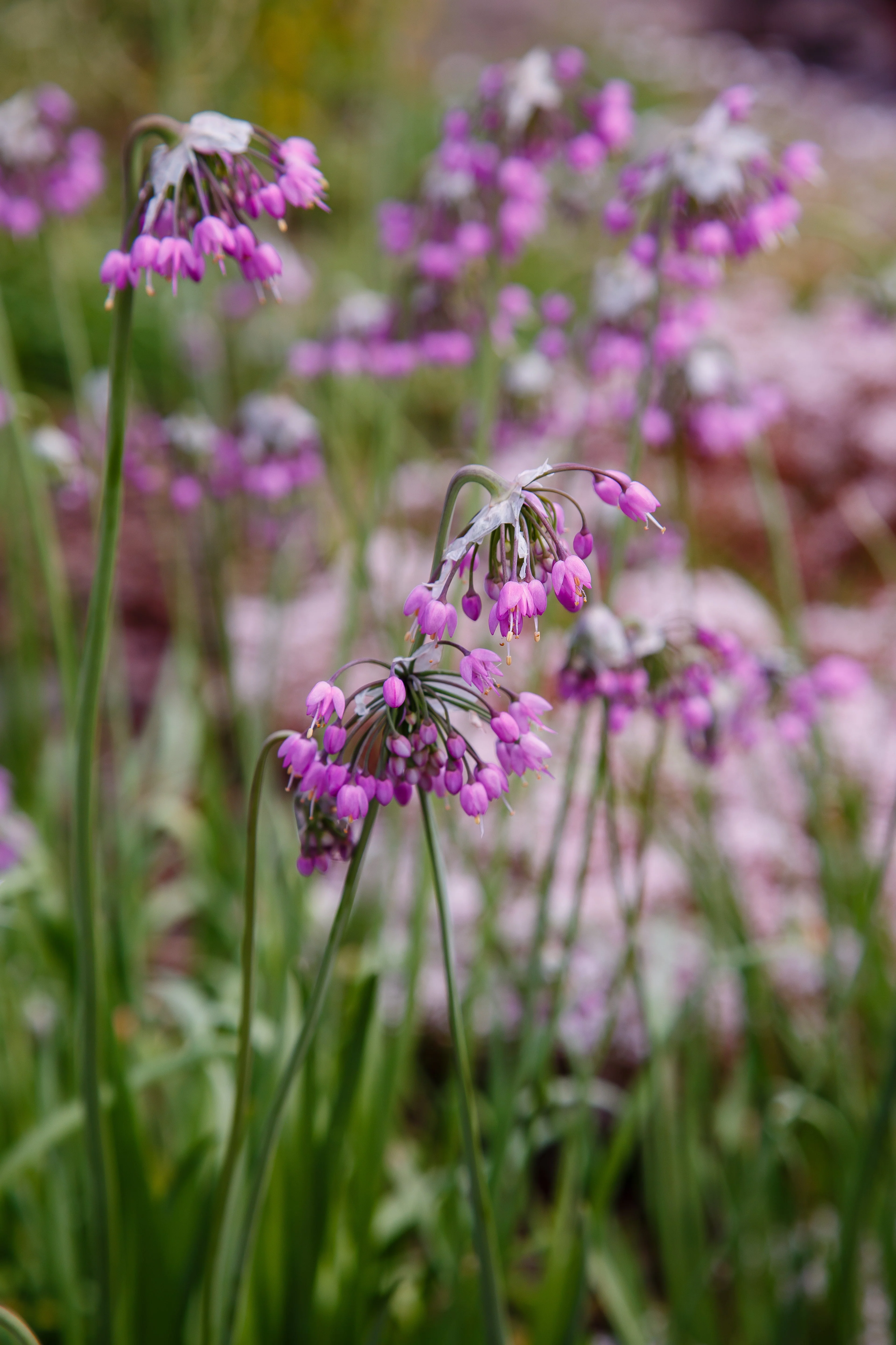 Onion, Nodding (Allium cernuum) - Image 3