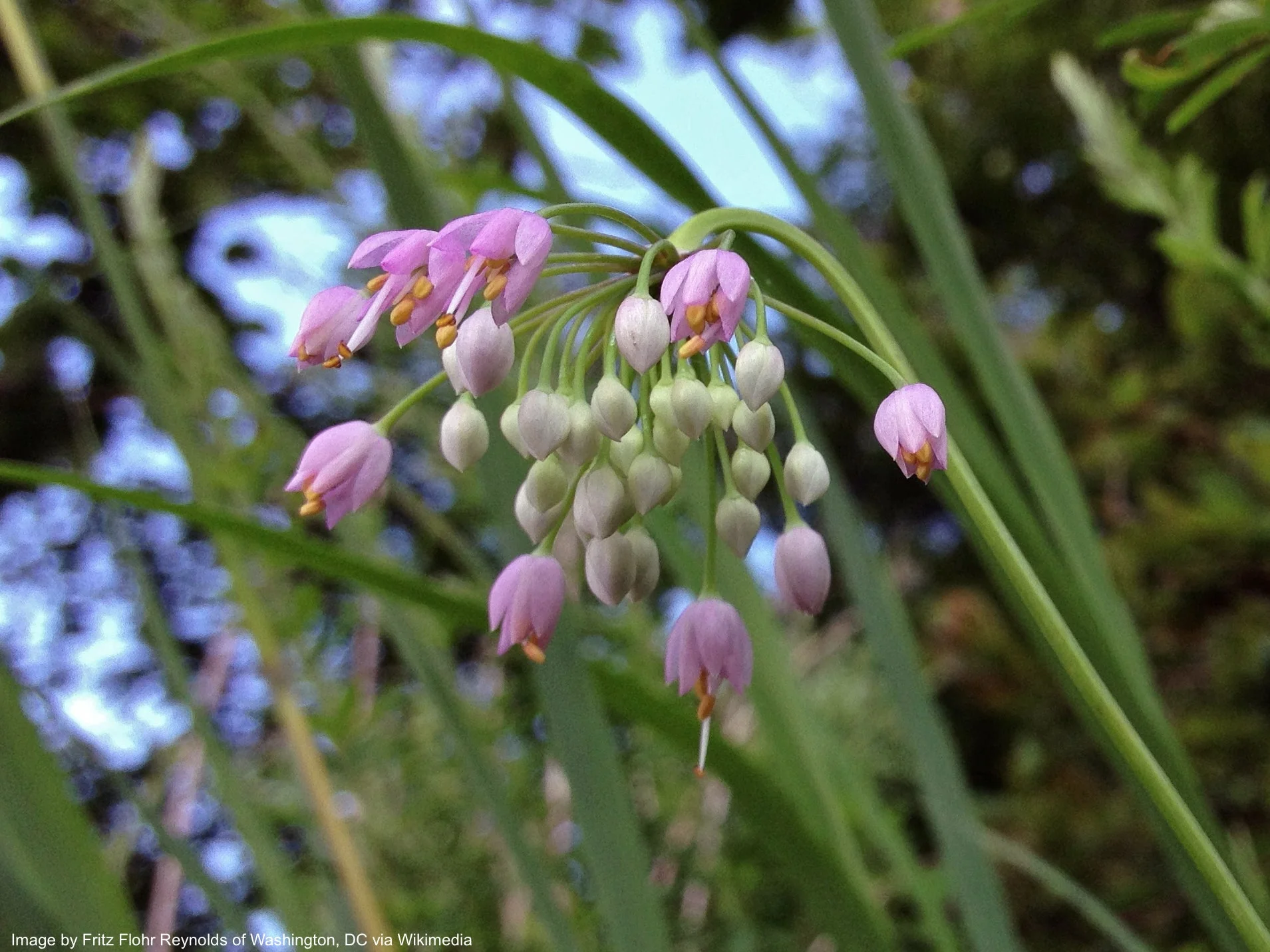 Onion, Nodding (Allium cernuum) - Image 4