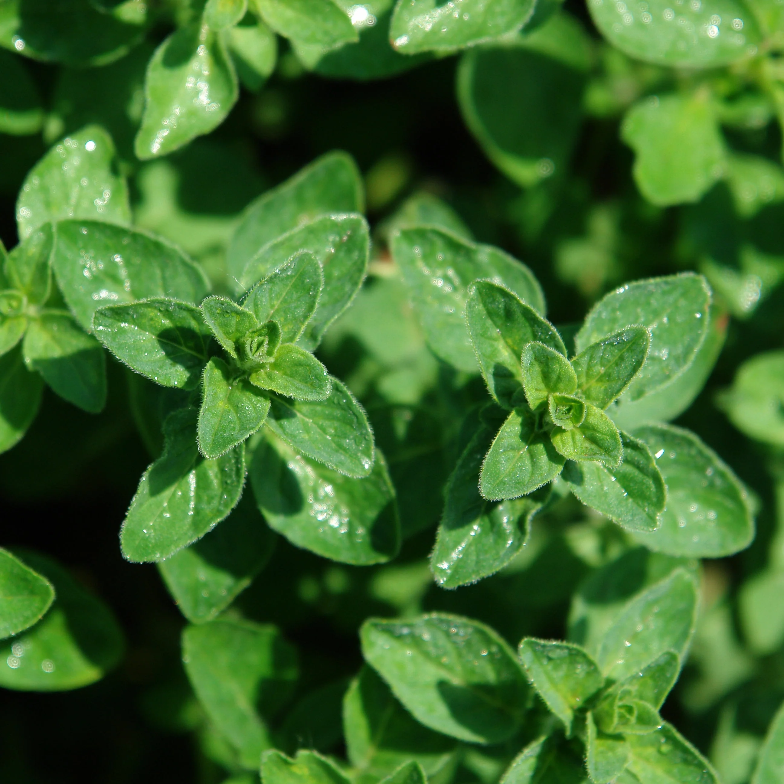 Oregano, Common (Origanum vulgare) - Image 2