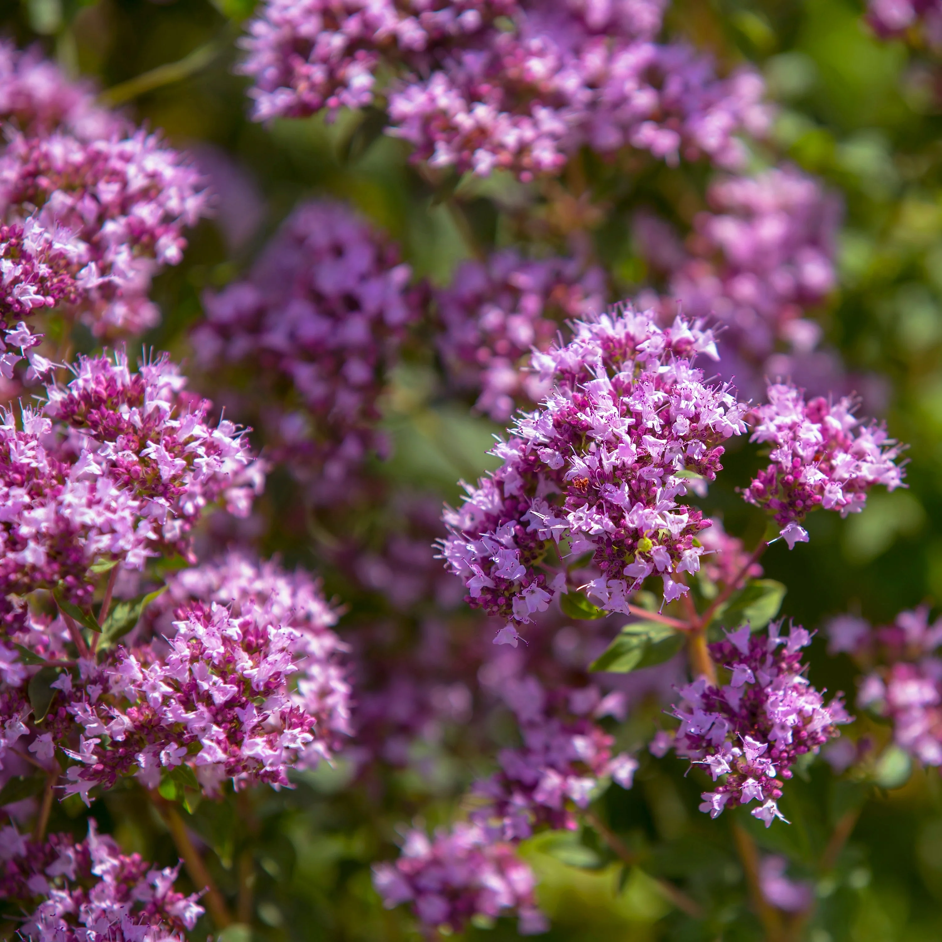 Oregano, Common (Origanum vulgare) - Image 3