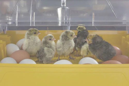 Ovation 28 Advance, Digital Egg Incubator - Image 2