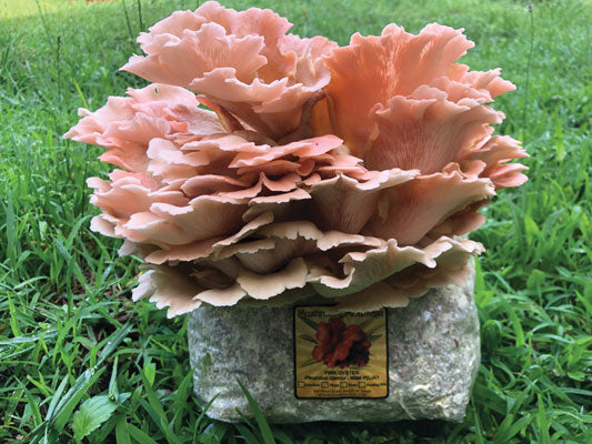 Oyster Mushroom Fruiting Kit - Image 2