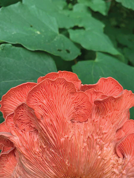 Oyster Mushroom Fruiting Kit - Image 3