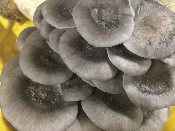 Oyster Mushroom Fruiting Kit - Image 4