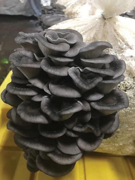 Oyster Mushroom Fruiting Kit - Image 5
