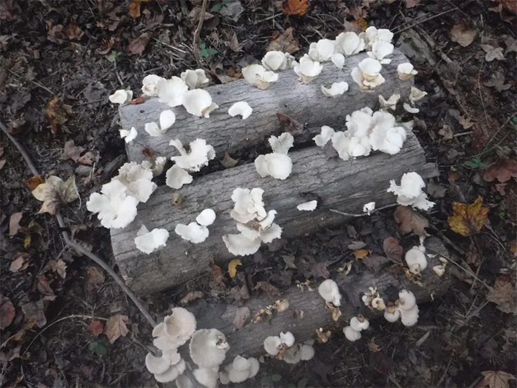 Oyster Plug Spawn