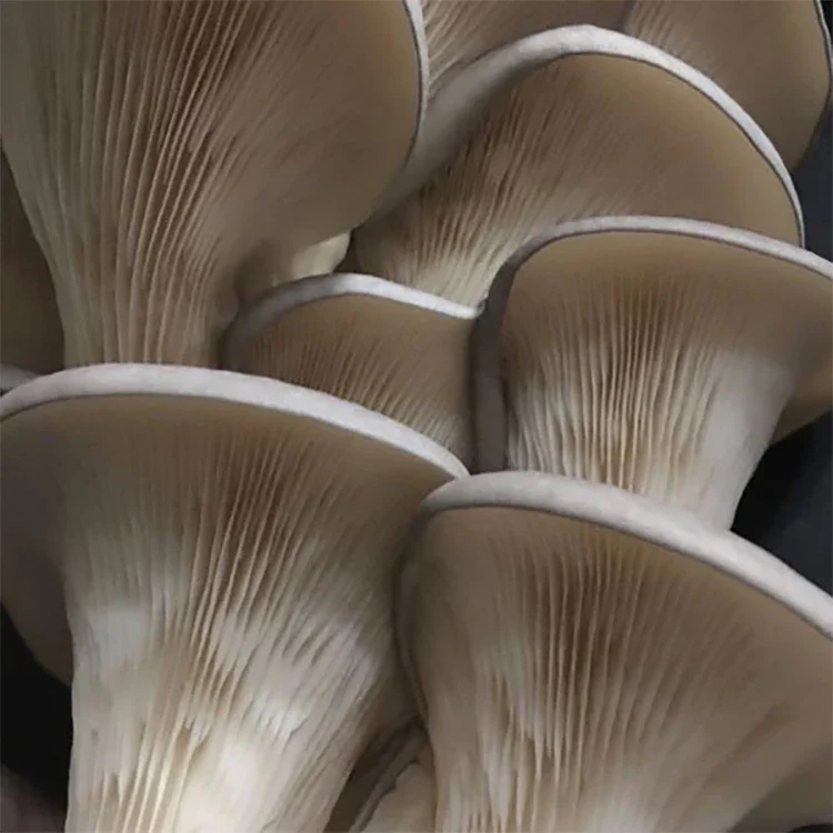 Oyster Plug Spawn - Image 2