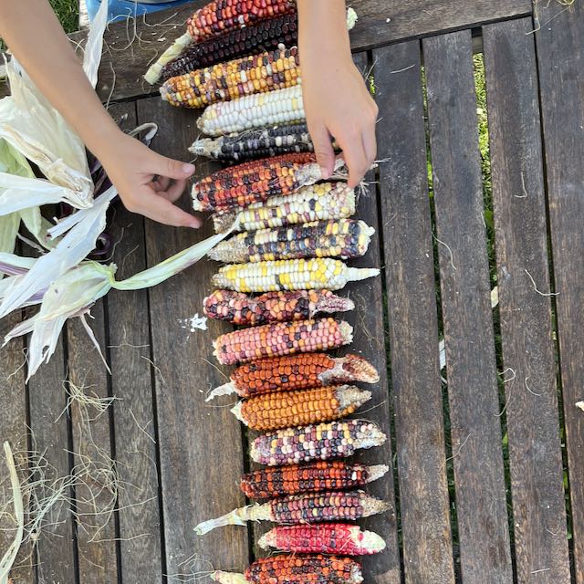 Painted Mountain Corn (Colorado-Adapted) - Image 2