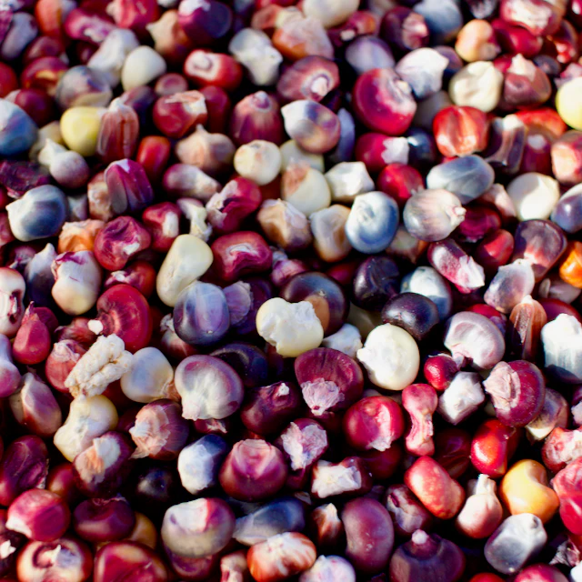 Painted Mountain Corn (Colorado-Adapted) - Image 3