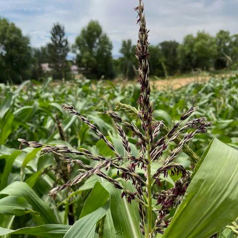 Painted Mountain Corn (Colorado-Adapted) - Image 5