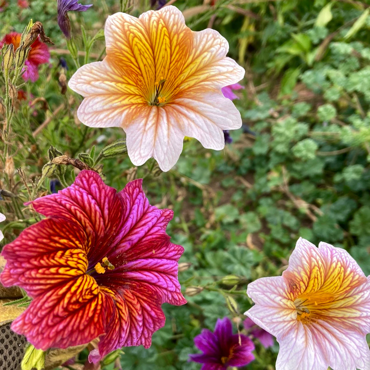 Painted Tongue (Salpiglossis) - Image 2