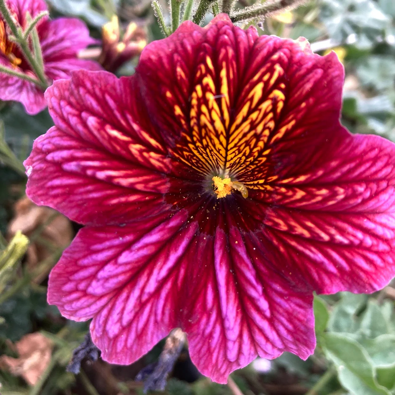Painted Tongue (Salpiglossis) - Image 3