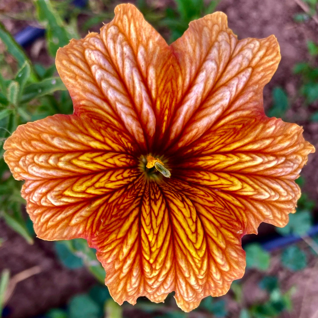 Painted Tongue (Salpiglossis) - Image 4