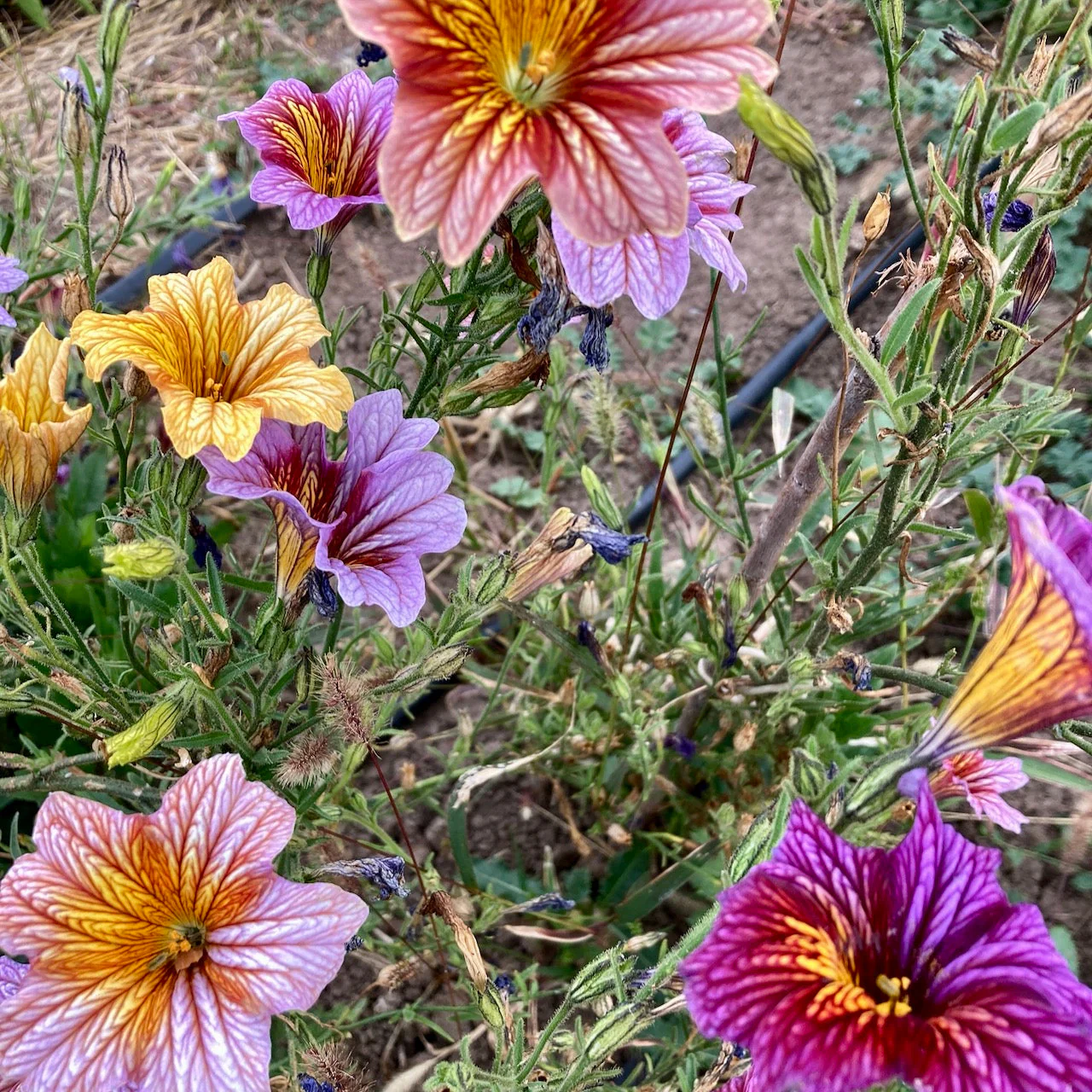 Painted Tongue (Salpiglossis) - Image 5