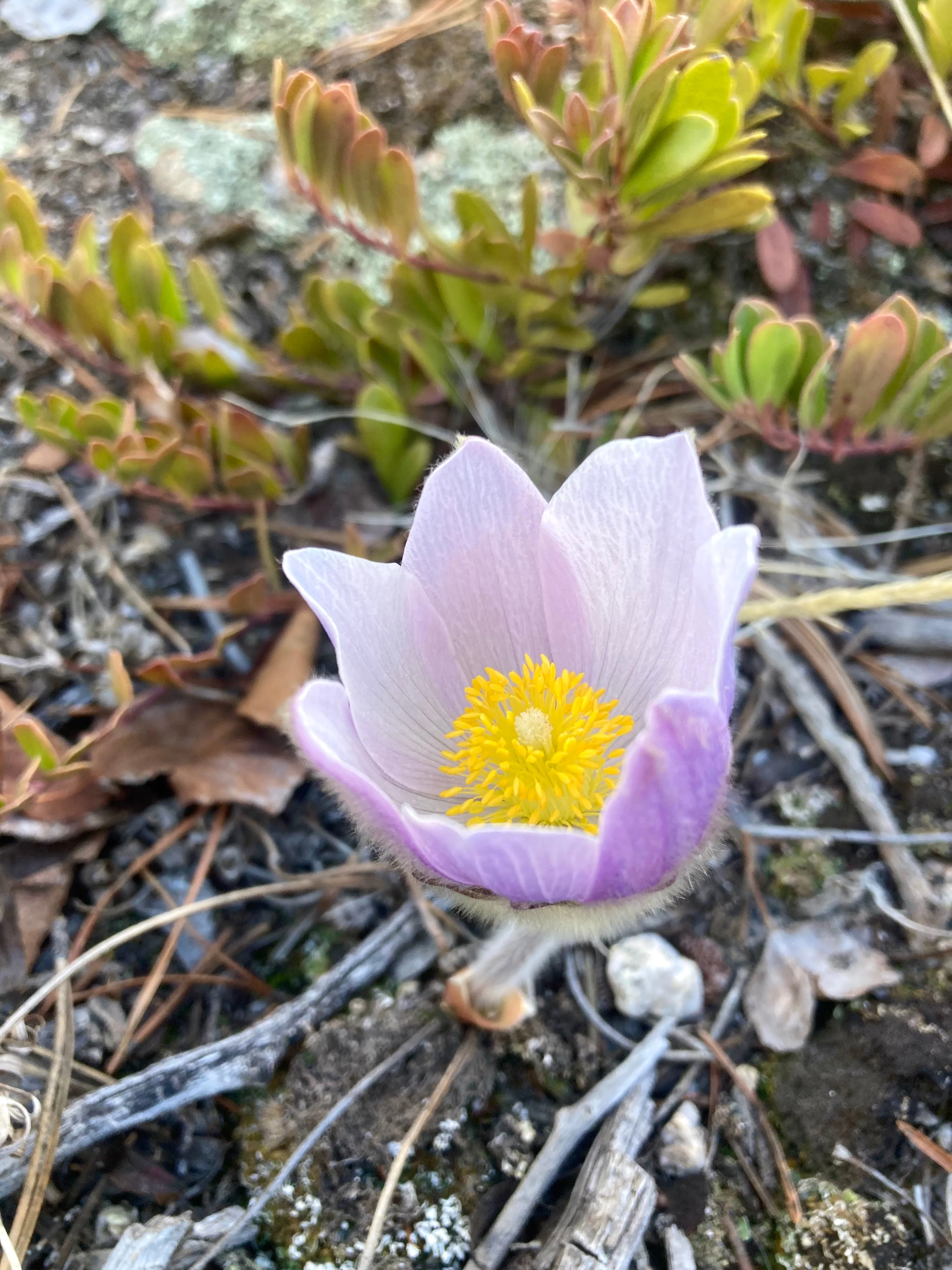 Pasque Flower, American aka Pulsatilla (Pulsatilla patens) - Image 2