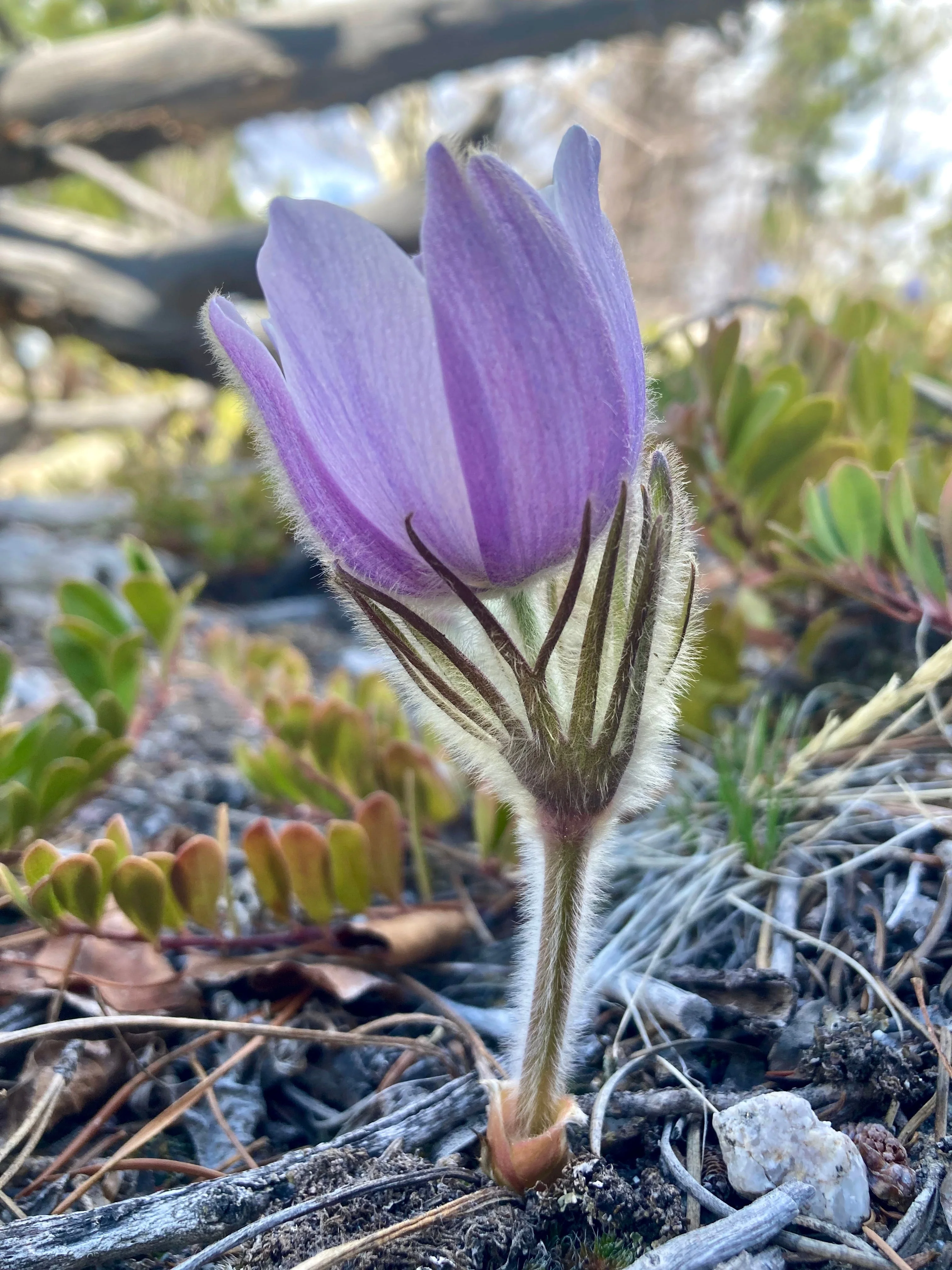 Pasque Flower, American aka Pulsatilla (Pulsatilla patens) - Image 3